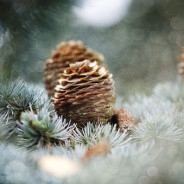 Bon cadeau reflexologie, feng shui Noël